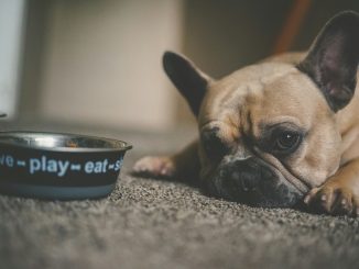 puppy beside pet bowl