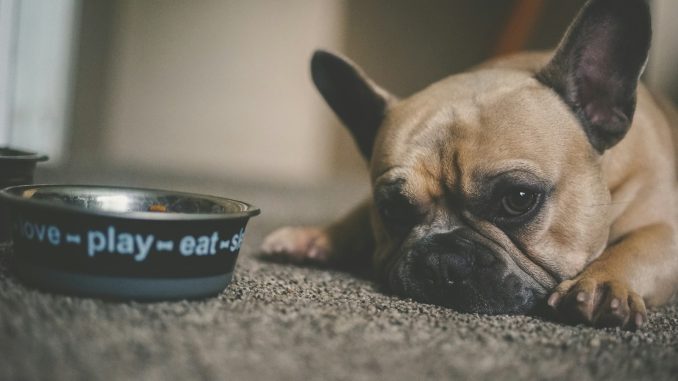 puppy beside pet bowl