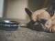 puppy beside pet bowl