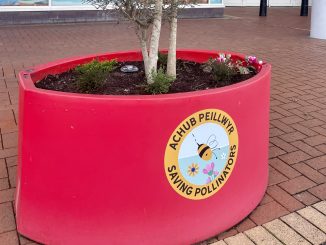 One of the bee friendly plant pots outside The Red Dragon Centre. A red plant pot with text reading: Achub Peillwr / Saving Pollinators.