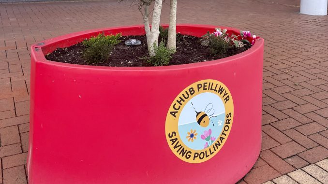 One of the bee friendly plant pots outside The Red Dragon Centre. A red plant pot with text reading: Achub Peillwr / Saving Pollinators.
