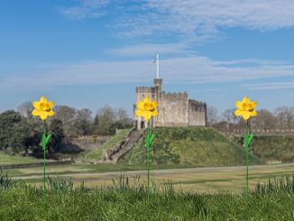 The daffodils on display at Cardiff Castle.