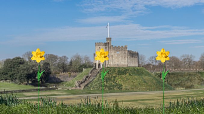 The daffodils on display at Cardiff Castle.