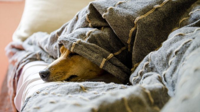 dogs, pet, animal, animals, dog, pets, nature, mammals