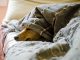 dogs, pet, animal, animals, dog, pets, nature, mammals
