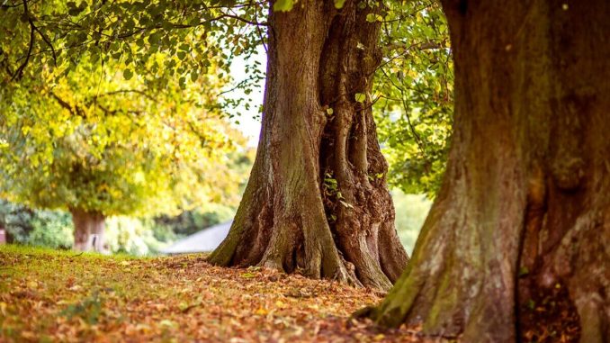 shallow focus photography of brown trees