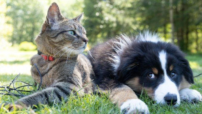 a dog and a cat laying in the grass